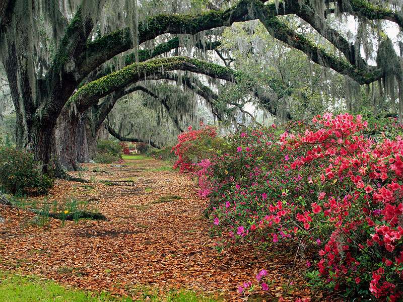 Azaleas and Live Oaks, Magnolia Plantation, Charleston, South Carolina.jpg
