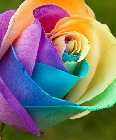 rainbow rose.jpg