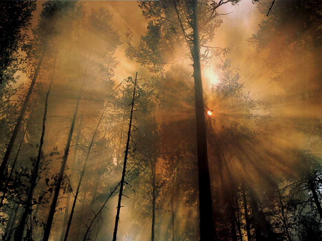 JLM-NatGeo-forest fire_the morning after.jpg