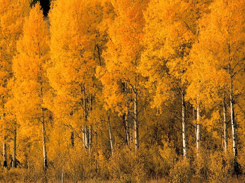 Aspen Trees, Montana.jpg