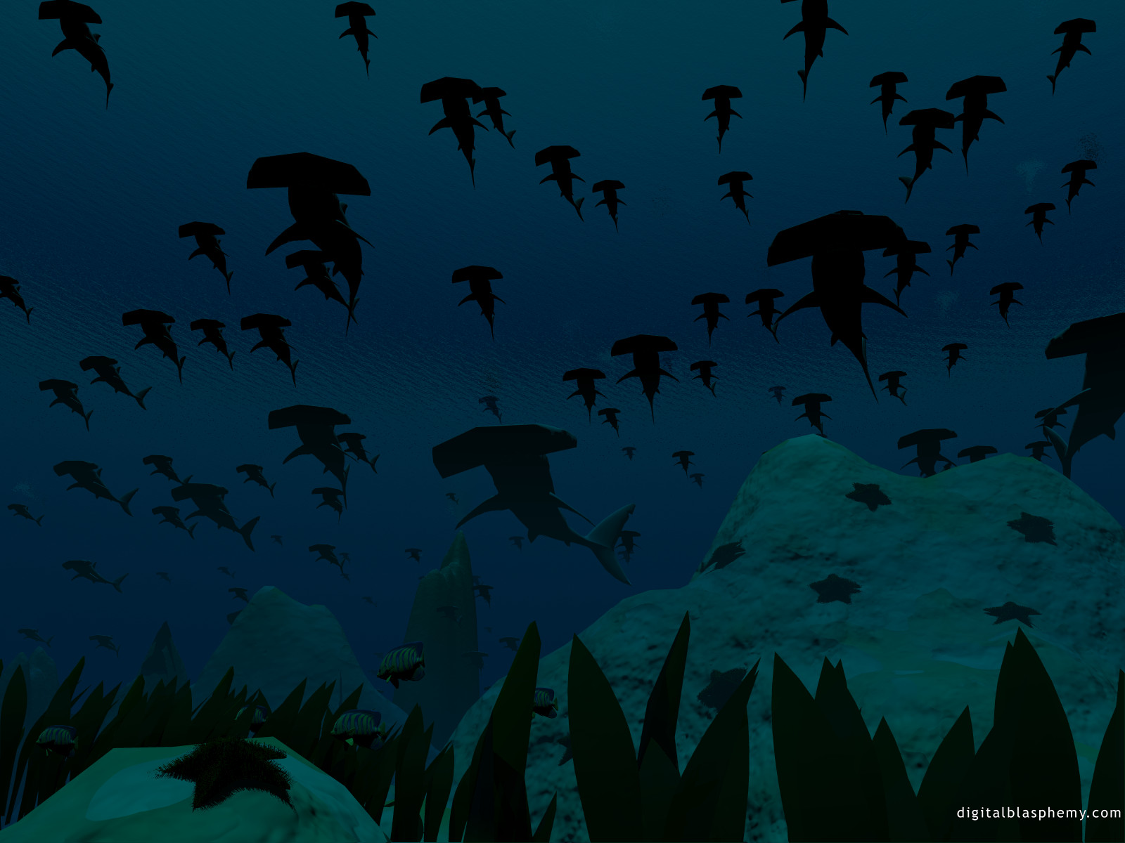 hammerheads1600.jpg