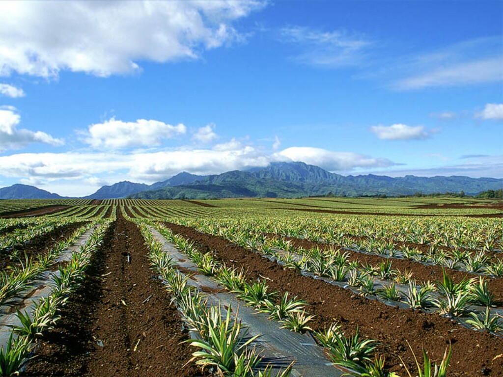 Pineapple Field, Oahu.jpg