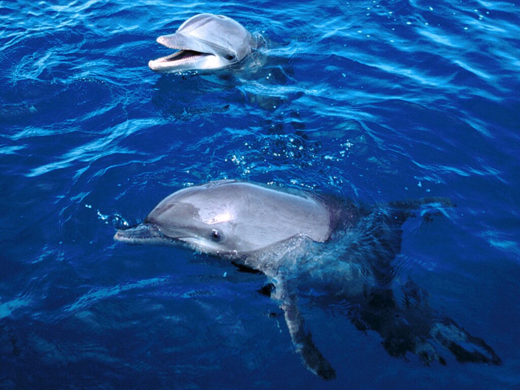 Frolicking Dolphins, Honduras.jpg