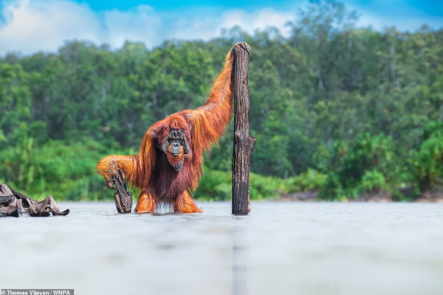 King Louie.jpg