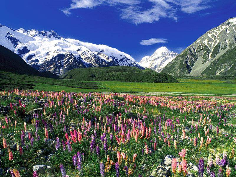 Spring Meadow, Mount Cook, New Zealand.jpg