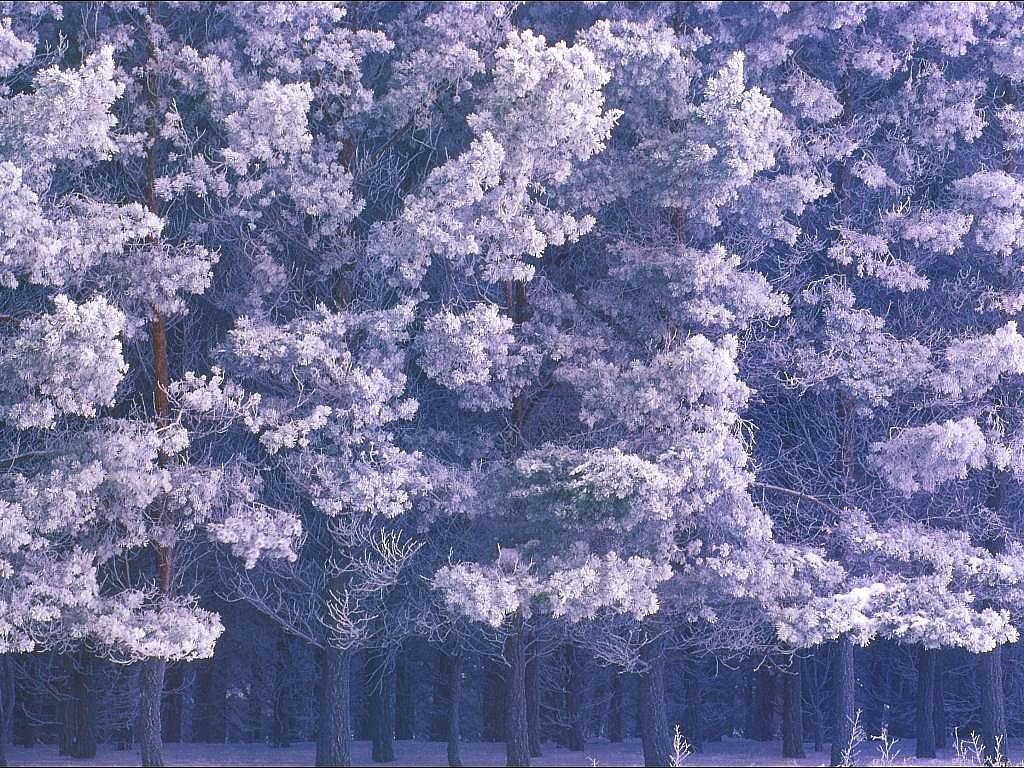 Seasonal001_cc.JPG