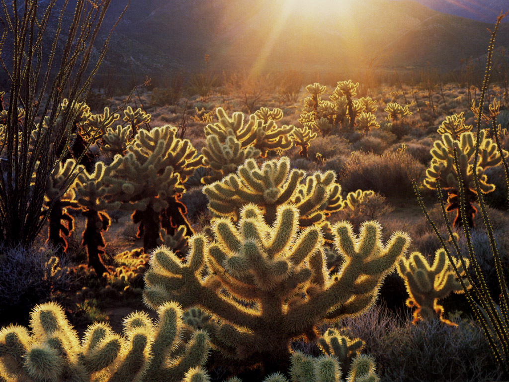 JLM-California-Vallecito Valley-teddy bear cholla cactus.jpg