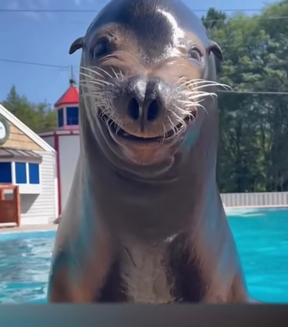 smiling seal.jpg
