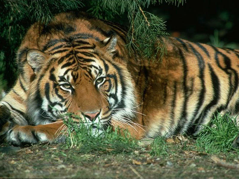 tiger.jpg
