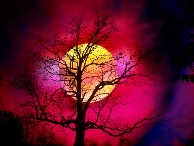Alive With Color.jpg