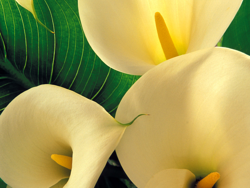 Calla Lilies.jpg