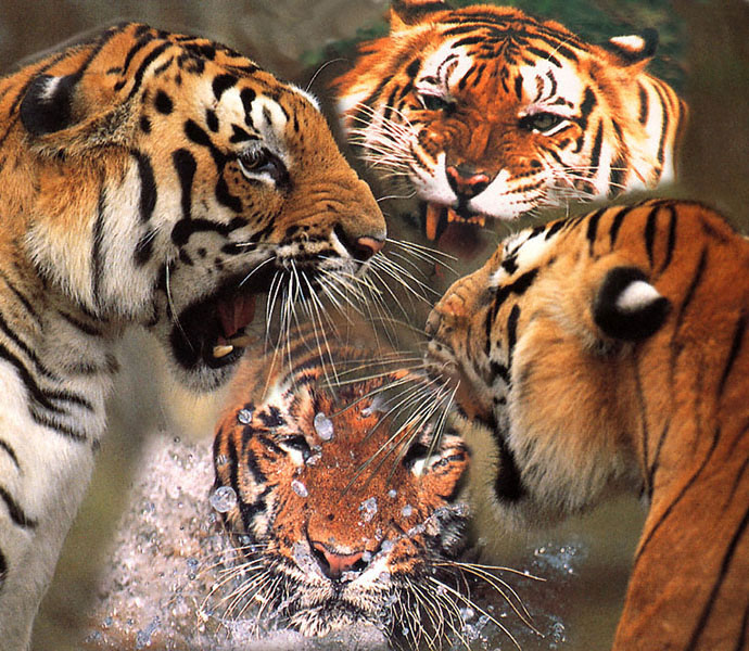 tigers2.jpg