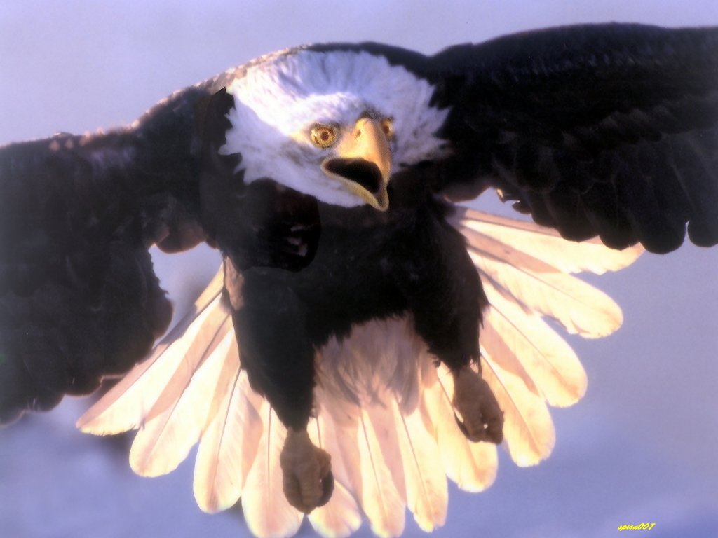 Bald Eagle2.jpg