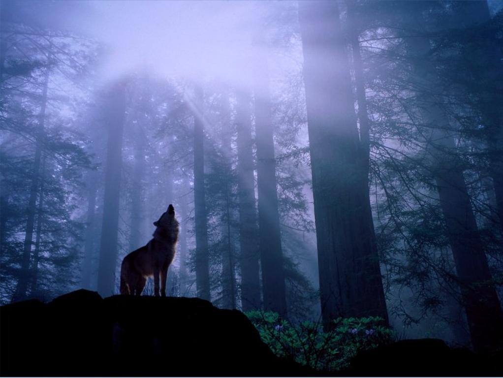 gray wolf.jpg
