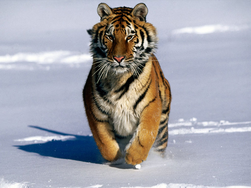tiger_1024x768.jpg