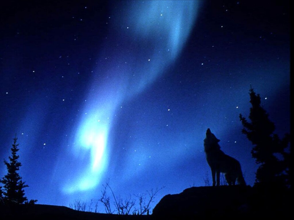 Evening Howl.jpg