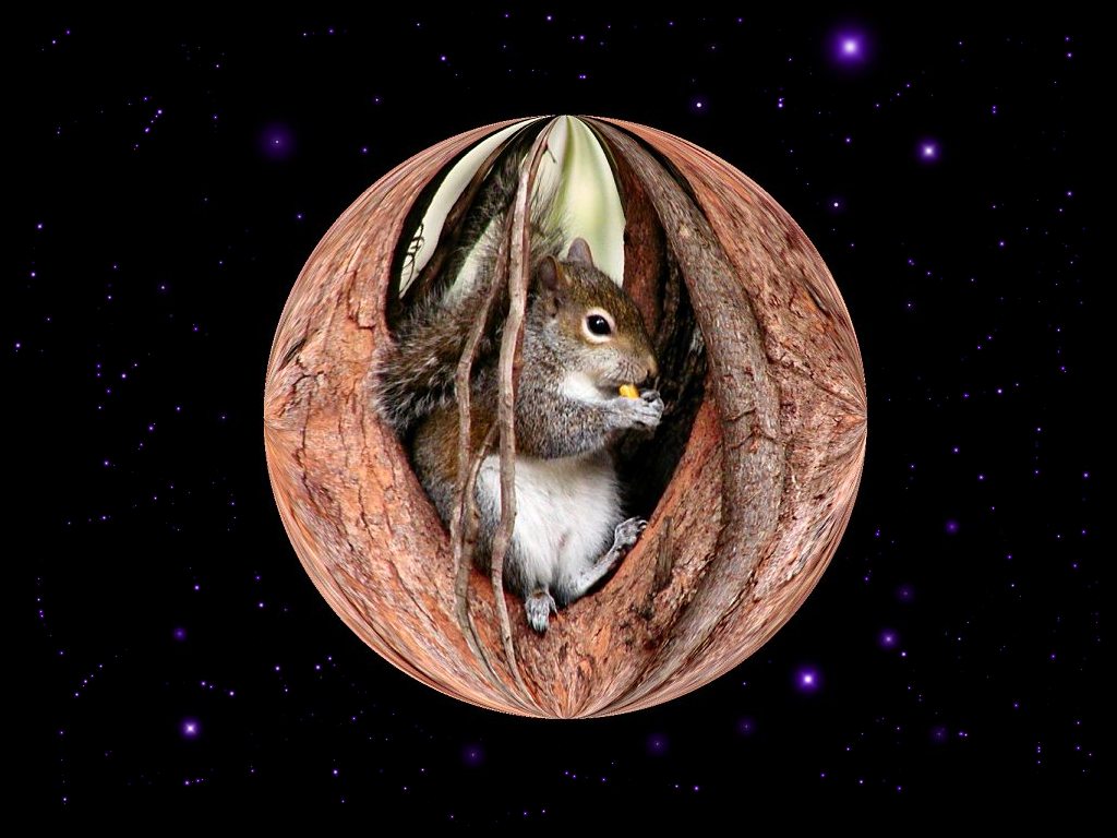 planet squirrel wall2.jpg
