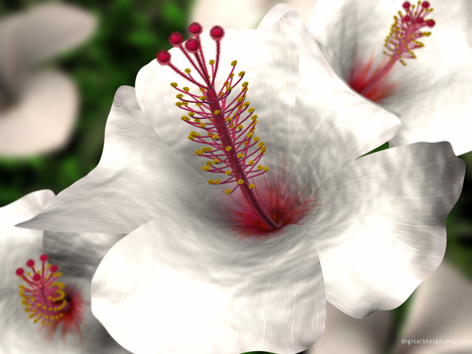 hibiscus31600.jpg