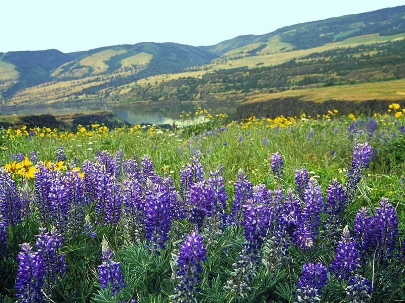 Tom McCall Nature Preserve, Mosier, Oregon.jpg
