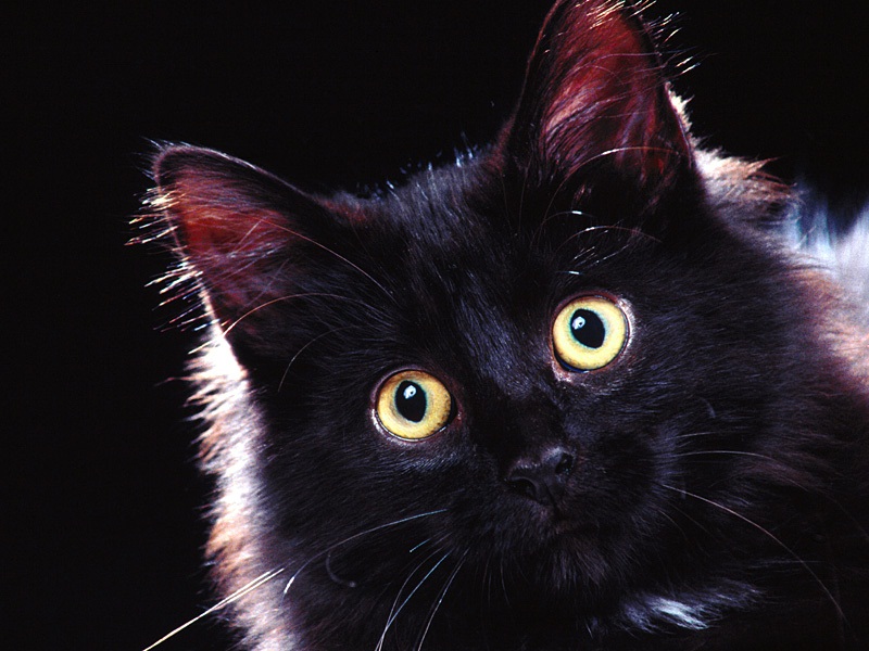 Peek-a-boo, Domestic Longhair.jpg