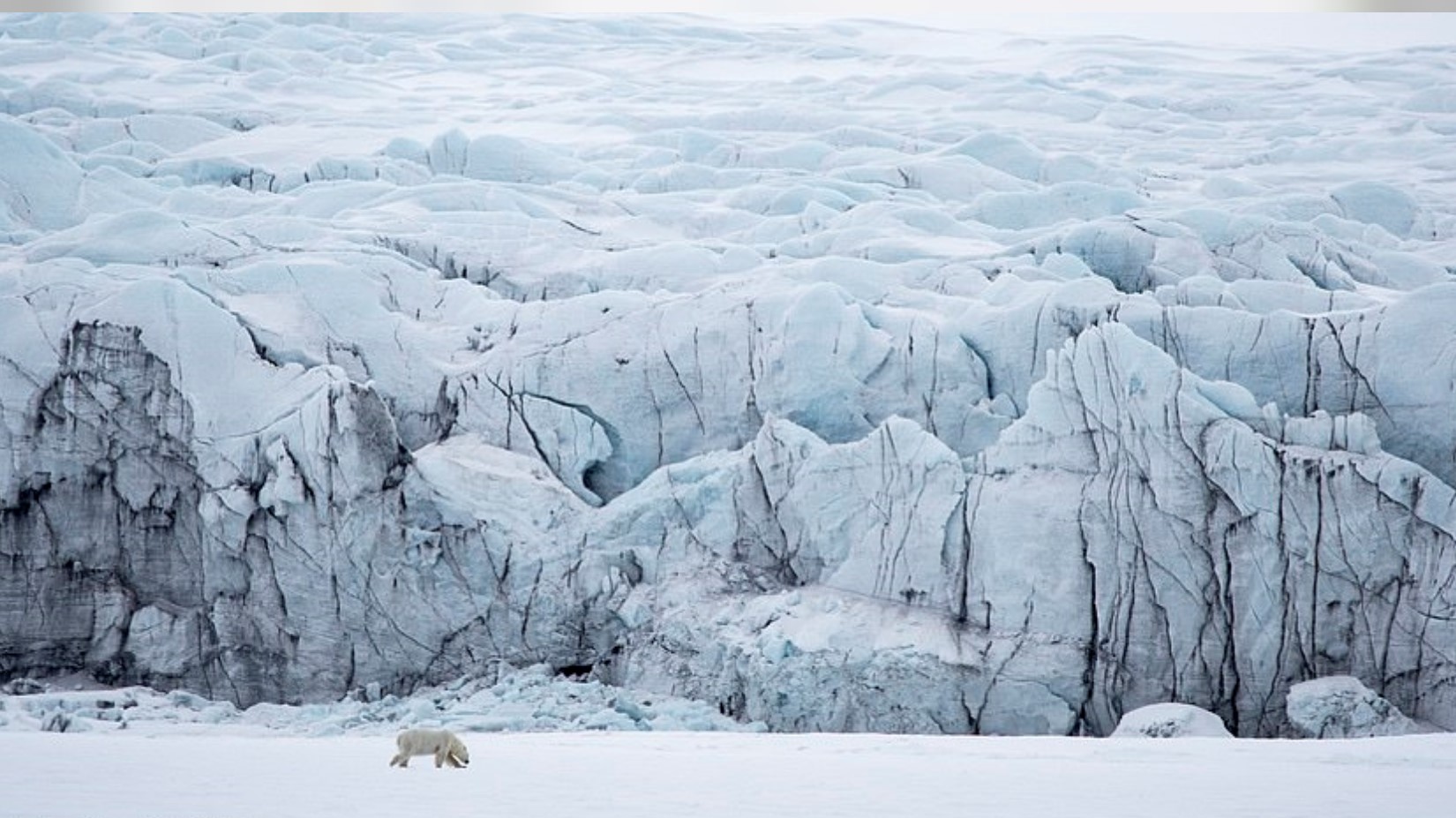lone bear.jpg
