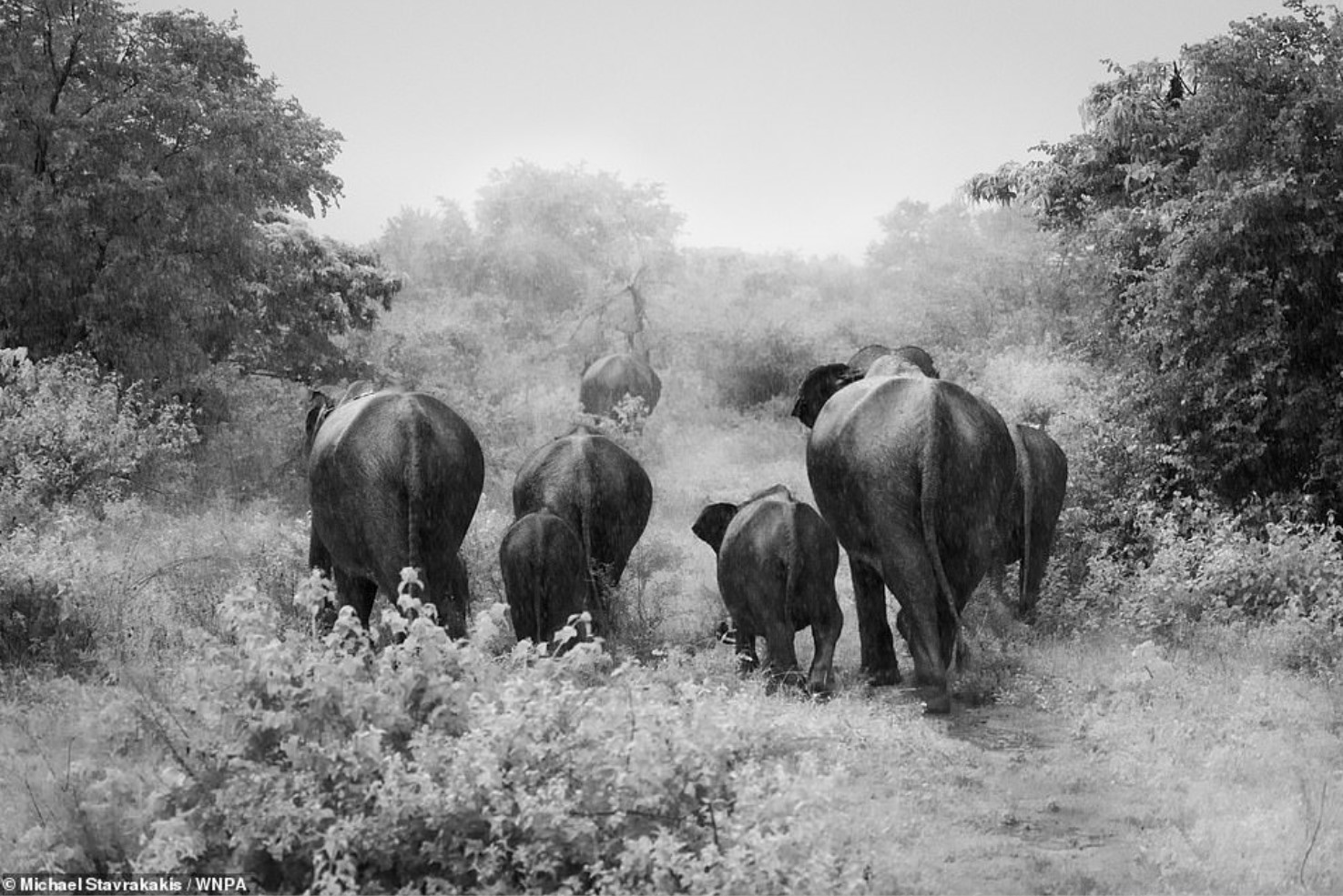 elephants.jpg