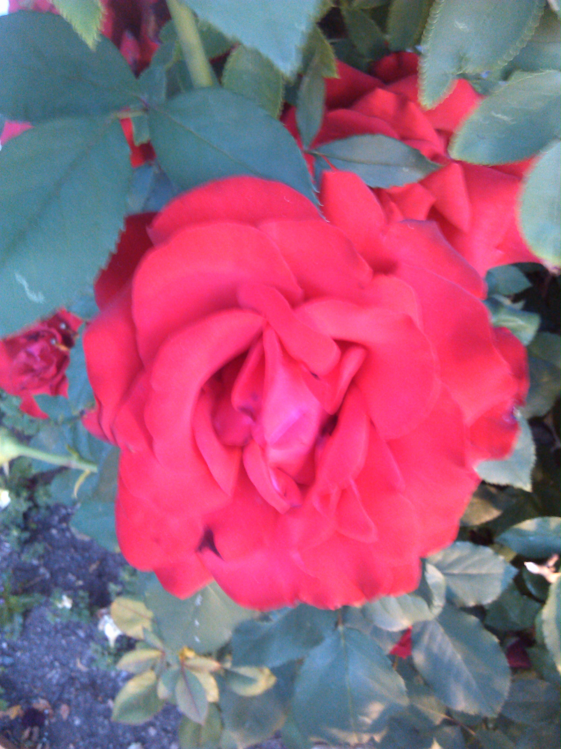 IMG_20130617_055834.jpg