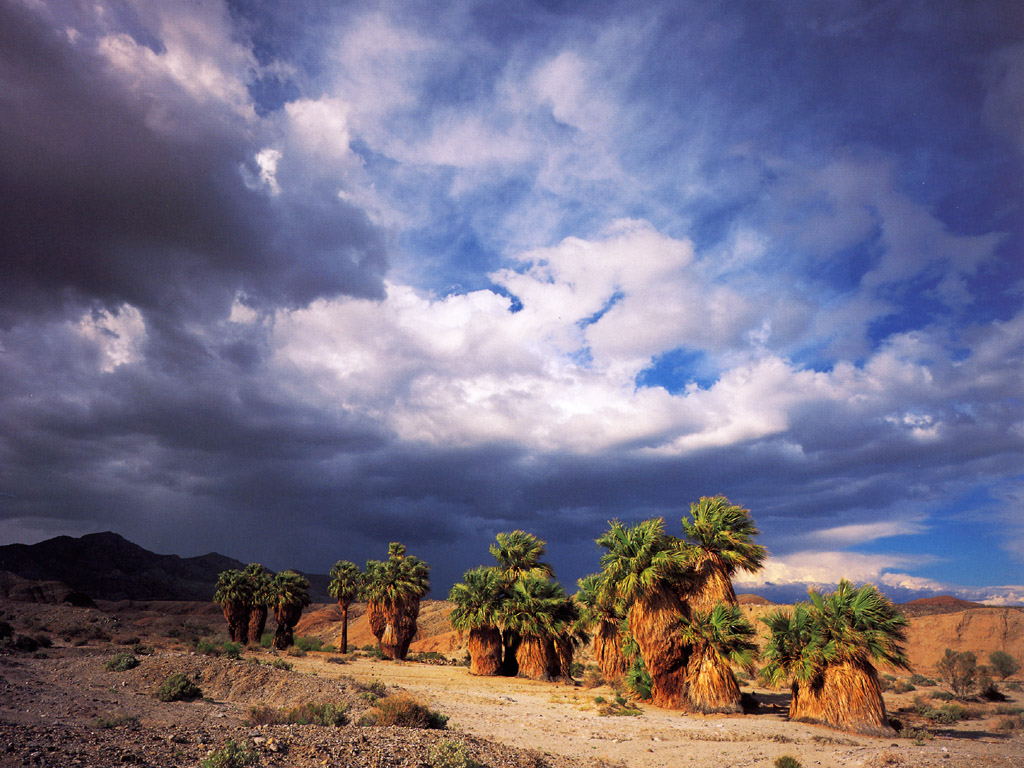 JLM-California-Seventeen Palms Oasis.jpg