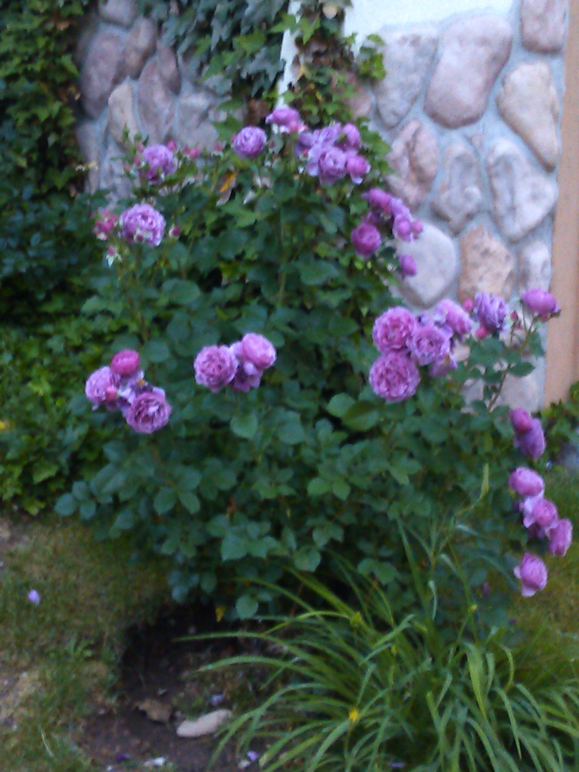 IMG_20130613_055150.jpg