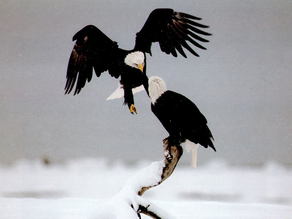 eagles.jpg