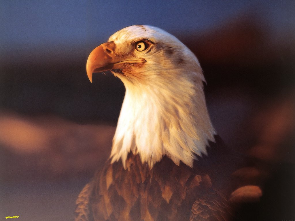 Bald Eagle1.jpg