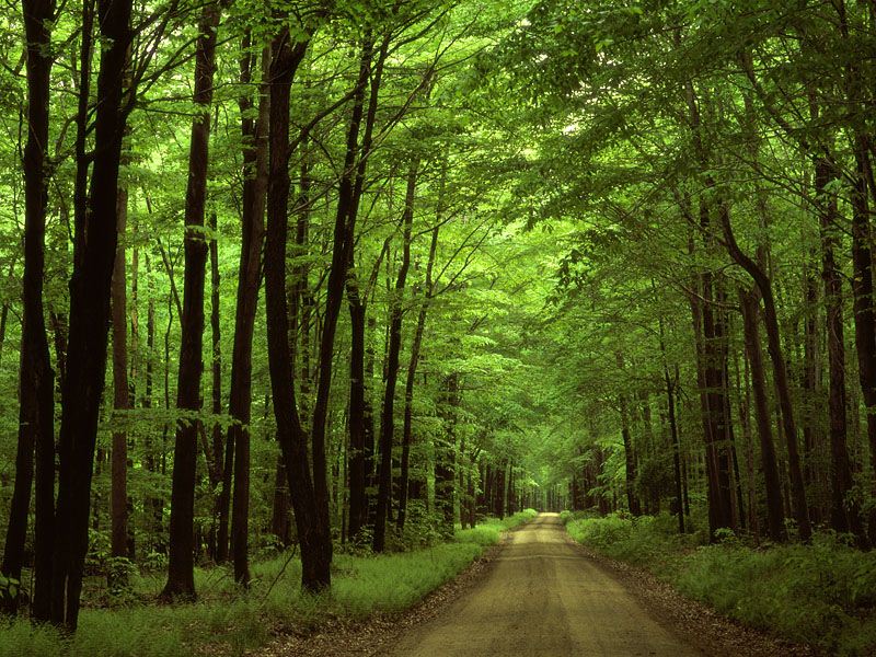 Allegheny National Forest, Pennsylvania.jpg