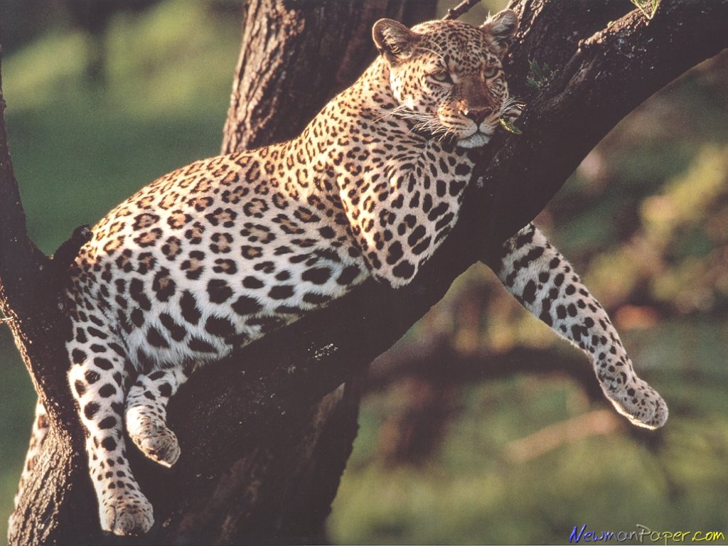 np-leopard_01_1024.jpg