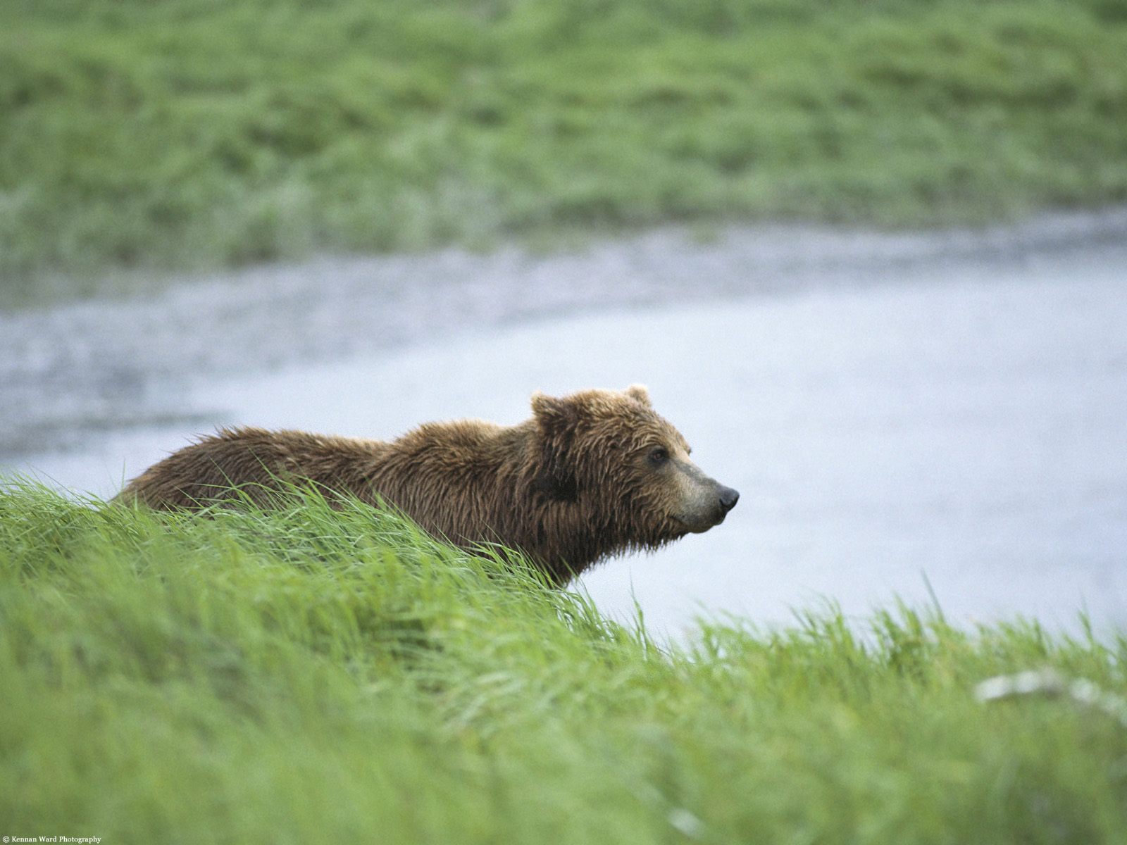 Peaceful Moment, Brown Bear, Alaska.jpg