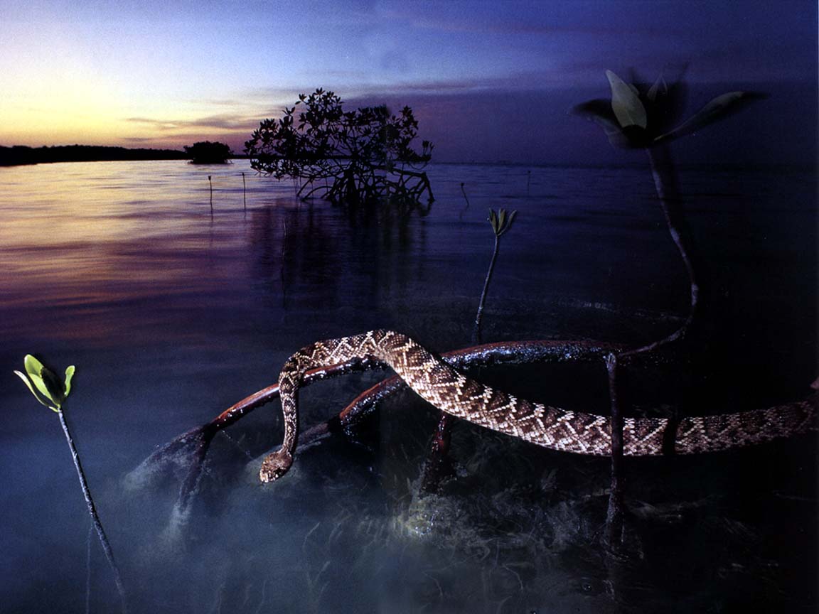 rattlesnake.jpg