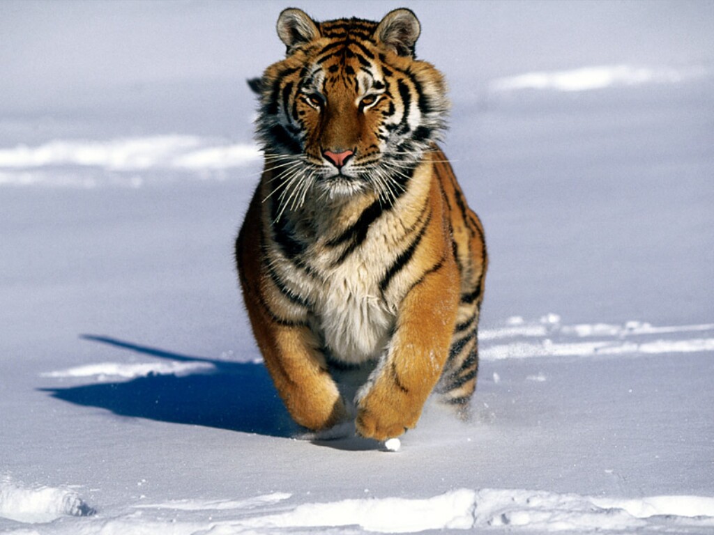 Tiger03.jpg