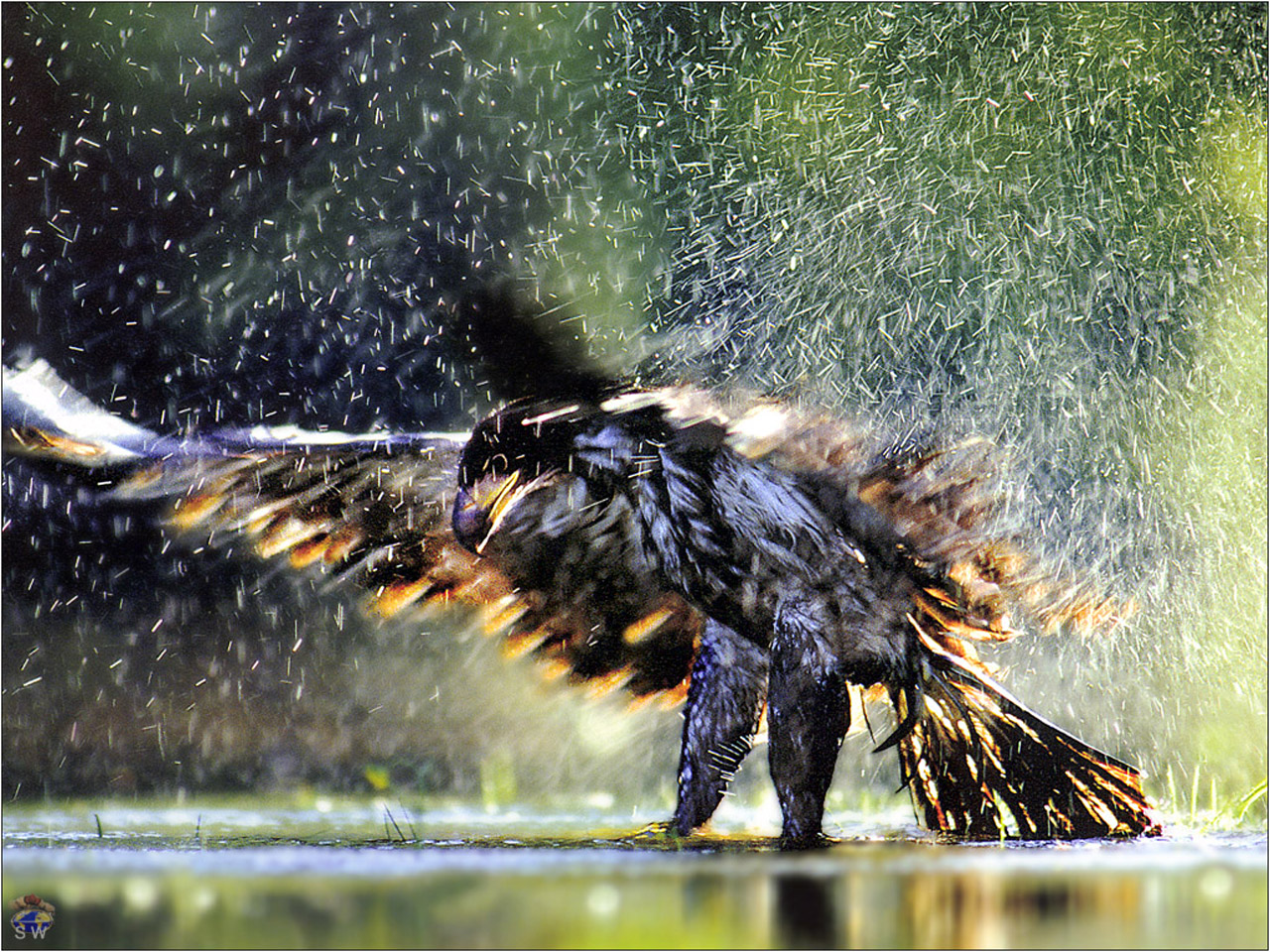 Immature Bald Eagle -Banff NP USA.jpg
