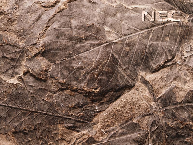 nec6.jpg