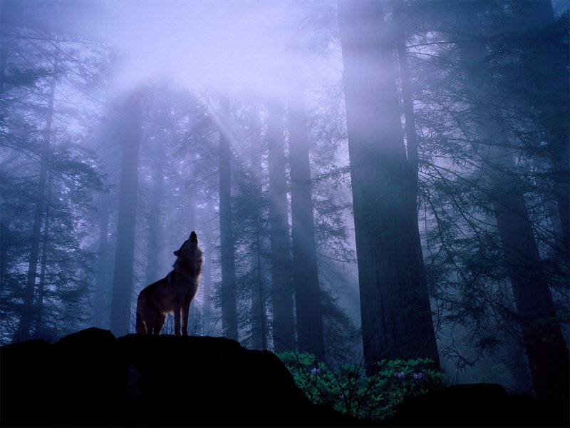 Warming Up for the Night's Howl, Gray Wolf.jpg
