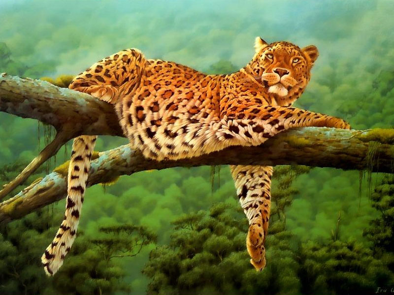 leapard.jpg