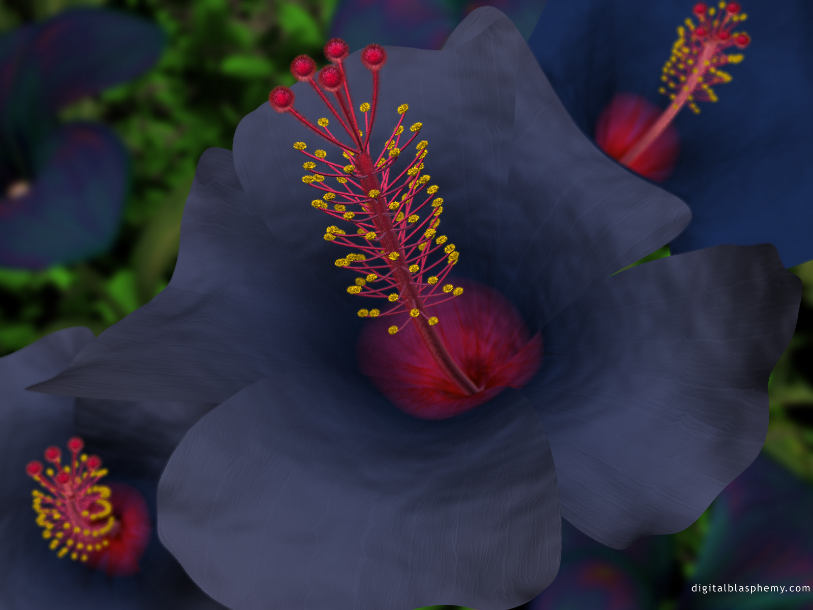 bluehibiscus1600.jpg