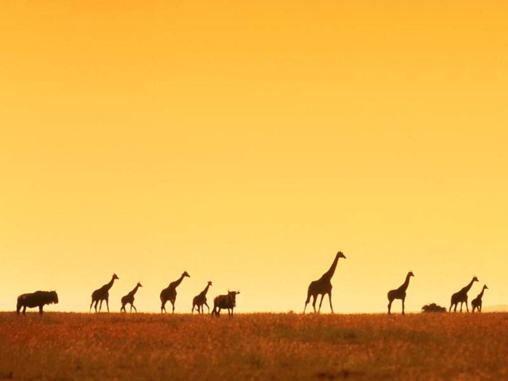 March, Africa.jpg