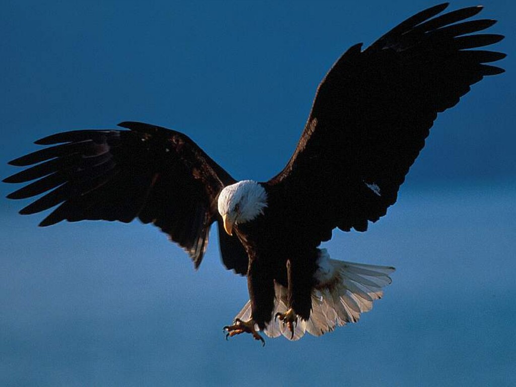 Bald Eagle in Flight, Alaska.jpg