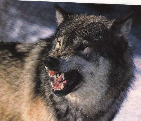 Image-03.jpg