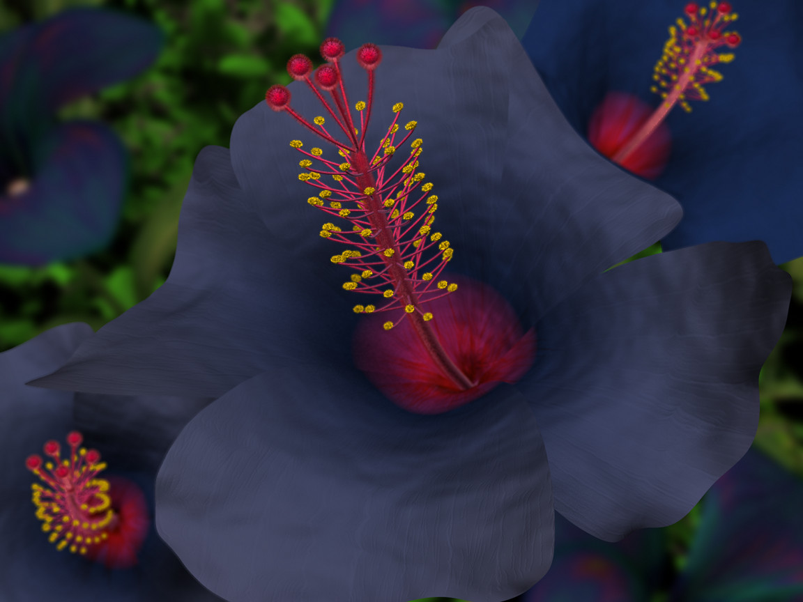 bluehibiscus.jpg