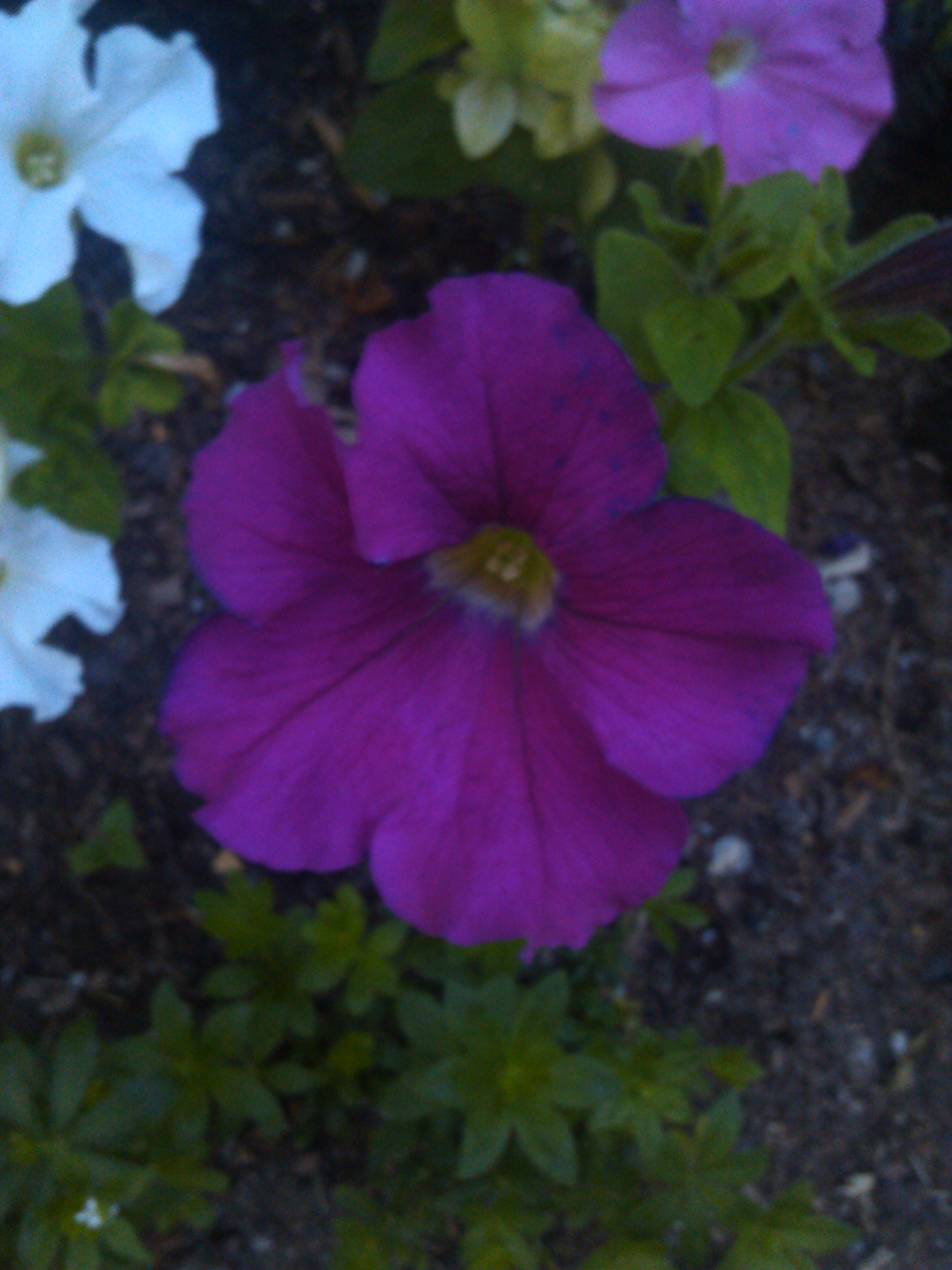 IMG_20130622_055313.jpg