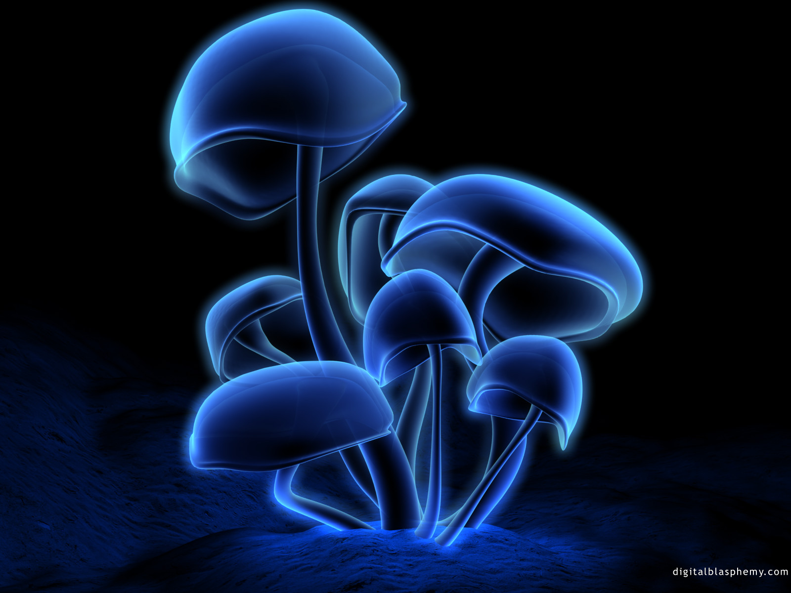 fluorescence61600.jpg
