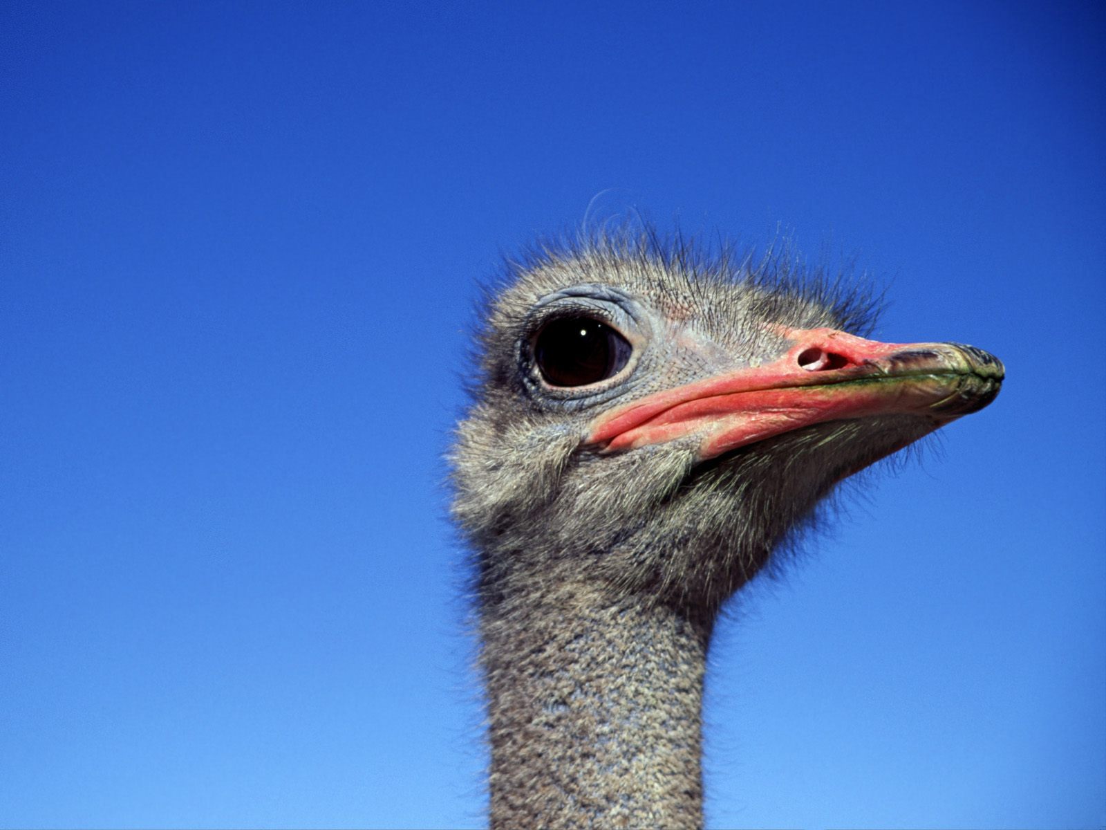Ostrich, Africa.jpg