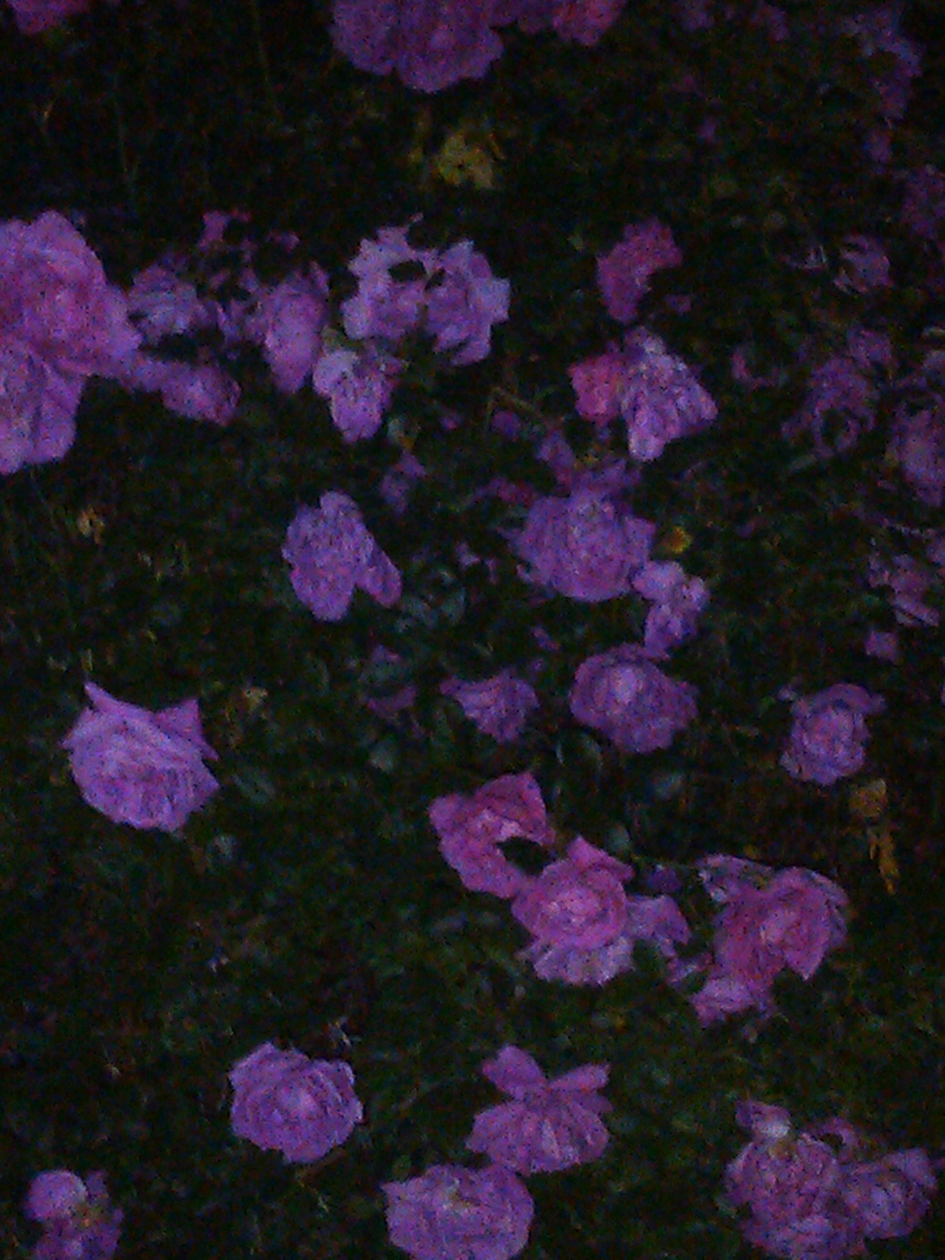 IMG_20130610_041722.jpg