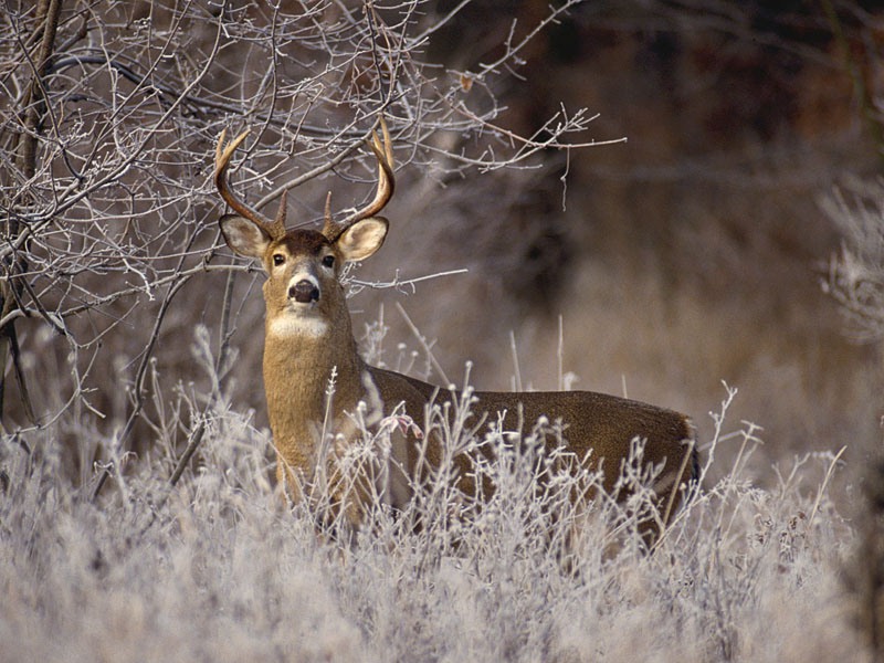 White-tailed Buck in Frost, Michigan.jpg